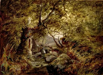 Um córrego da floresta
