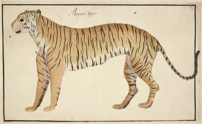 Um tigre real da coleção Serfagee of Tanjore
