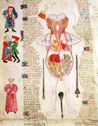 Diagrama anatómico, de "De arte phisicali e de cirurgia" de John Arderne