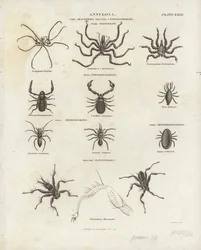 aracnídeos