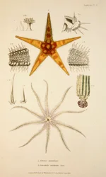 Asterias aurantiaca e Comatula carinata, pub. 1833 Gravura colorida à mão.