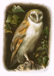 Coruja crianças