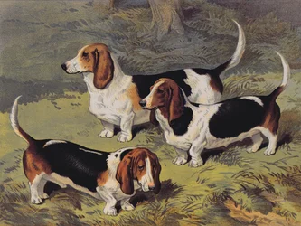 Basset hounds, 1890
