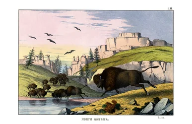 Bisonte