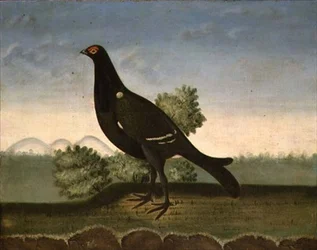 Galo-lira