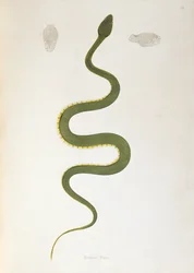 Bodroo Pam Snake de uma conta de serpentes indianas coletadas da costa de Coromandel por Patrick Russell, Londres, 1796