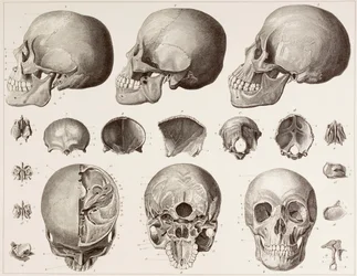 Ossos da cabeça, depois de uma impressão do século XIX