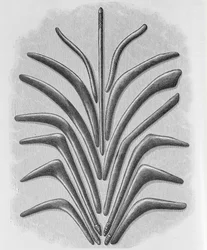 Clubes em forma de bumerangue e bumerangue, de &39;The History of Mankind&39;, Vol.1, do Prof. Friedrich Ratzel, 1896