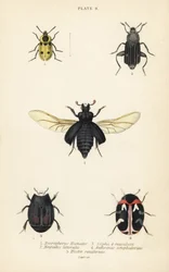 Besouro enterrado, Nicrophorus humator 1, besouros de carniça, Necrodes littoralis 2, Dendroxena quadrimaculata 3, besouro do tapete, Anthrenus scrophulariae 4, e Hister quadrimaculatus var