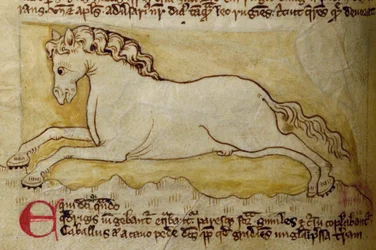 Lit-CCA - D - 10 fol. Cavalo 10r, de Bestiário