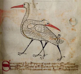 Lit-CCA - D - 10 fol. 15r Stork, de Bestiary