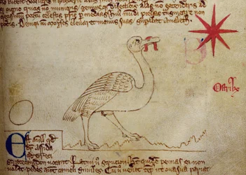 Lit-CCA - D - 10 fol. 16r Avestruz, de Bestiary