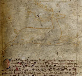 Lit-CCA - D - 10 fol. 1r Stag, de Bestiary