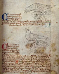Lit-CCA - D - 10 fol. 20r Raven and Crow, de Bestiary