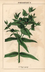 Spurge de alcaparra com sementes verdes, Euphorbia lathyris   , de "The Instructive Picturebook, or Lessons from the Vegetable World," [Charlotte Mary Yonge], Edimburgo