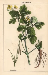 Celandine mostrando flores e raízes amarelas.   , de "The Instructive Picturebook, or Lessons from the Vegetable World", [Charlotte Mary Yonge], Edimburgo
