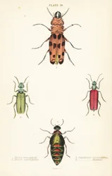 Cissites maculata 1, besouro do óleo variegado, Meloe variegatus 2, mosca espanhola, Lytta vesicatoria 3, e besouro bolha de Nuttall, Lytta nuttalli 4