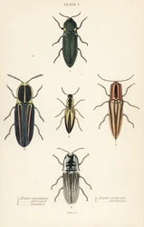 Escaravelho clicável: Escaravelho dos faróis, Pyrophorus noctilucus 1, Chalcolepidius porcatus 2, besouro clicável forrado, Agriotes lineatus 3, Elater suturalis 4, e Semiotus distinctus 5