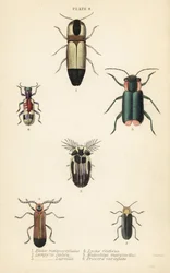 Clique nos escaravelhos: Melanoxanthus melanocephalus 1, Luciola italica 2, Lampyris latreillii 3, Lycus festivus 4, besouro de asa mole, Clanoptilus marginellus 5, e Priocera variergata 6