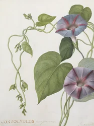 Convolvulus Purpurus (wc em velino)