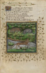 Algodão Vespasiano B. XII, f.4 Ilustração de um texugo, gato selvagem e lontra; com verso, de um "Tratado de Caça", de William Twety e John Gyfford, c.1440 (vellum)