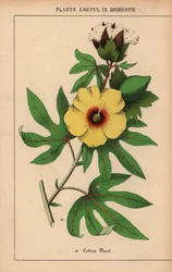 Planta de algodão, com flor amarela e cápsula de algodão branco. , de "The Instructive Picturebook, or Lessons from the Vegetable World," [Charlotte Mary Yonge], Edimburgo
