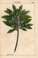 Daphne laureola ou Spurge-laurel   , de "The Instructive Picturebook, or Lessons from the Vegetable World," [Charlotte Mary Yonge], Edimburgo