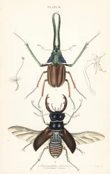 O escaravelho de Darwin, o escaravelho-veado de Grant ou o escaravelho-veado chileno, Chiasognathus grantii 1, e o escaravelho-veado europeu, Lucanus cervus 2