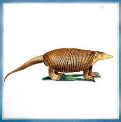 Dasypus armadillo, c.1810 (aguarela sobre papel)
