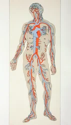 Distribuição de vasos sanguíneos no corpo humano, c.1890