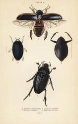 Escaravelho de mergulho, Dytiscus dimidiatus 1, escaravelho comum, Gyrinus natator 2, Cyclous vittatus 3, e besouro de água grande prateado, Hydrophilus piceus 4