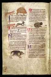 Cão a perseguir um porco-espinho, raposa a perseguir um coelho, gato a perseguir um rato, etc., Bestiário inglês, início do século XIII (velino)
