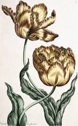 Duplo Oriflamme, 1759
