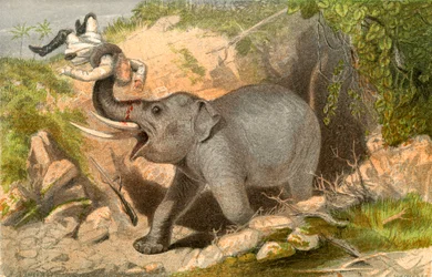 Caçador de elefantes