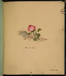 F. 61: Uma rosa, Vida e morte, de um "Sketch book with scenes from Charles Dickens stories" (lápis e aguarela sobre papel)
