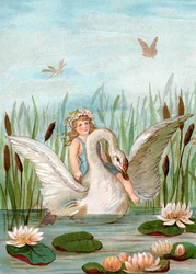 Cisne Branco entre Caudas de Gato e Lilypads