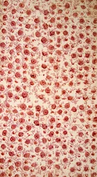 Gravura colorida à mão na folha de guarda floral.