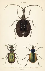 Caçador de lagartas da floresta, Calosoma sycophanta 1, besouro terrestre, Elaphrus riparius 2, e besouro do violino, Mormolyce phyllodes 3