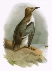 mergulhão