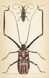 Escaravelho-arlequim, Acrocinus longimanus 1, e escaravelho-de-cara-longa-de-cara-plana, Taeniotes subocellatus 2