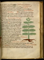 Harley 4986 fol.20 The Herb Asterion (vellum)