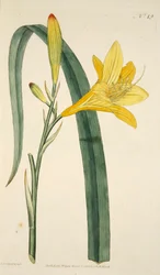 Hemerocallis Flava Yellow Day Lily, pub. 1796 gravura colorida à mão.