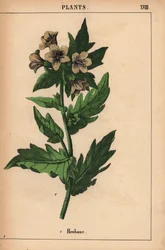 meimendro   , de "The Instructive Picturebook, or Lessons from the Vegetable World," [Charlotte Mary Yonge], Edimburgo