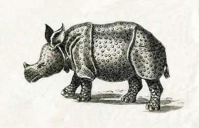Rinoceronte indiano, ou maior rinoceronte de um corno, Rinoceronte unicórnio, de uma gravura do século XVIII (gravura)