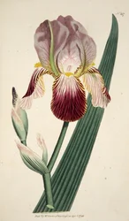 Iris Sambucina Elder Scented Iris, pub. 1792 gravura colorida à mão.