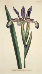 Iris Spuria (Spurios Iris), de The Botanical Magzaine ou Flower Garden Displayed, pub. 1790 (gravura colorida à mão)