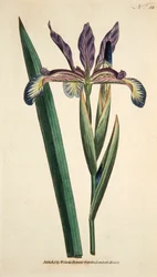 Iris Espúrio Irlandês, pub. 1790 gravura colorida à mão.