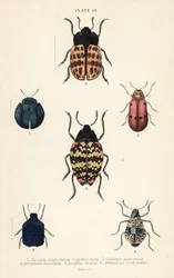 Escaravelhos das folhas: Cyrtonota sexpustulata 1, Lachnaia hirta 2, Chlamys monstrosa 3, Doryphora tessellata 4, Erotylus histrio 5 e Spheniscus erotyloides 6