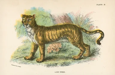 Leão tigre