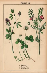 Luzerna, tara ou ervilhaca e trevo branco  , de "The Instructive Picturebook, or Lessons from the Vegetable World," [Charlotte Mary Yonge], Edimburgo